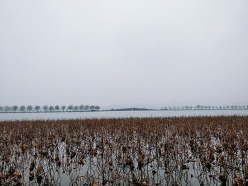 Scenic view of field against clear sky