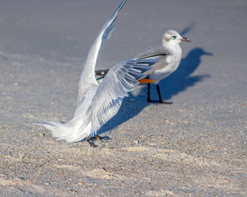 Close-up of gray heron