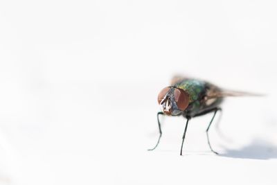 Close-up of housefly on white background