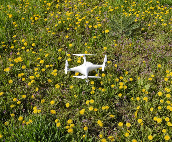 White flowers blooming on field