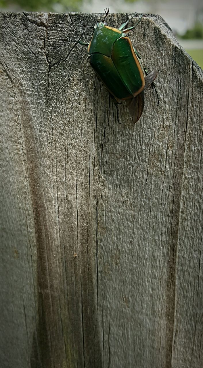 CLOSE-UP OF LEAVES ON WALL