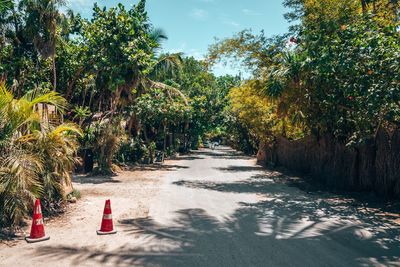 Road with traffic cones and vehicles, trees on both sides of the road