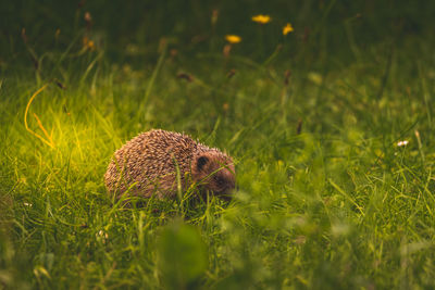 Close-up of porcupine on field