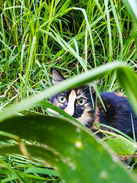 Portrait of cat in grass