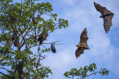 Low angle view of birds flying against sky