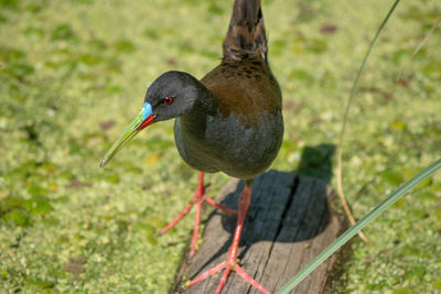 Close-up of bird perching on branch