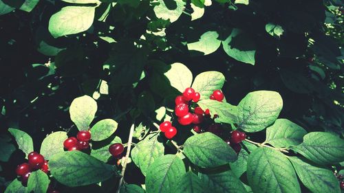 Close-up of red berries growing on tree