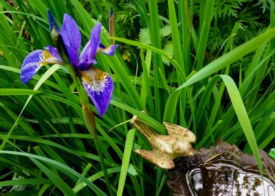 Close-up of purple crocus flowers on field