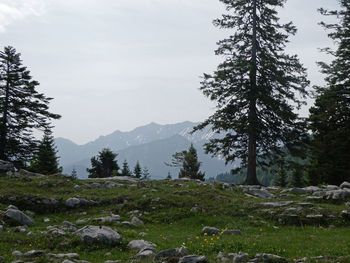 Pine trees in forest against sky