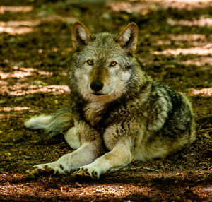 Portrait of lion sitting on land