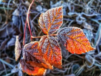 Close-up of dry plant during autumn