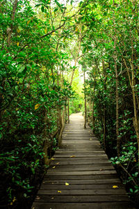 Narrow footpath along trees in forest