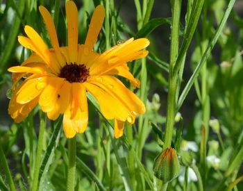 Close-up of yellow flowering plant