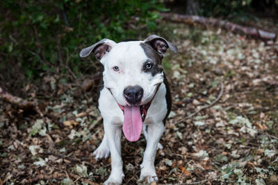 Portrait of dog sticking out tongue on field