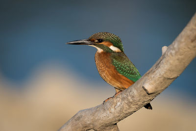 Close-up of bird perching on a tree