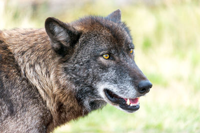 Close-up of dog looking away