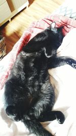 High angle view of black dog relaxing on bed