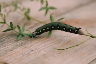 Close-up of caterpillar on wood