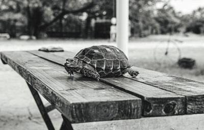 Close-up of shell on wood