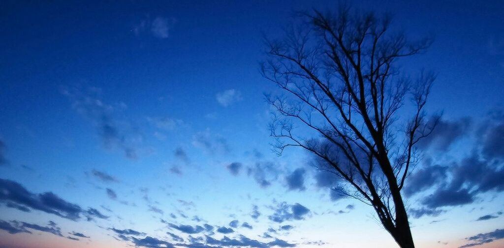 LOW ANGLE VIEW OF TREES AGAINST BLUE SKY