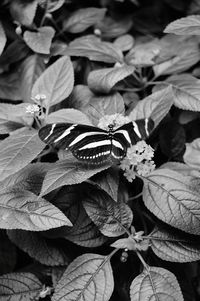 Close-up of butterfly perching on leaf