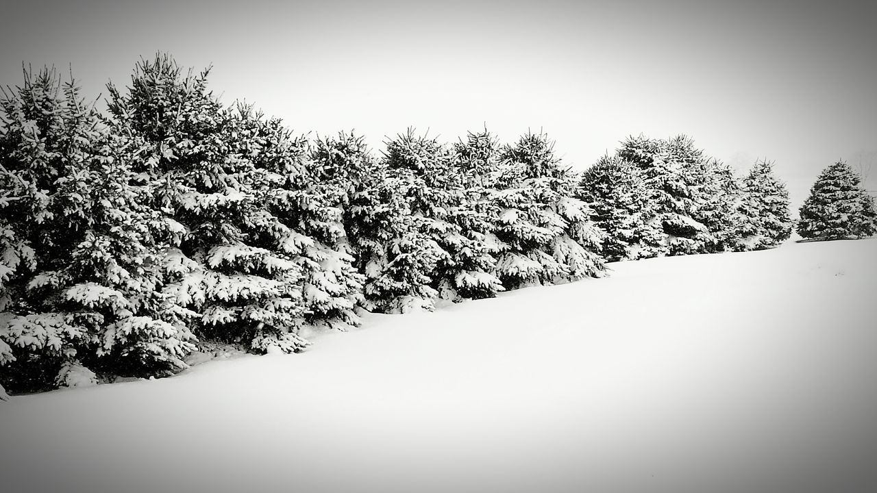 Natural fence