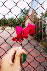 Close-up of hand holding maple leaf on chainlink fence