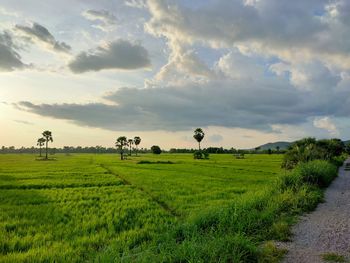 Scenic view of field against sky