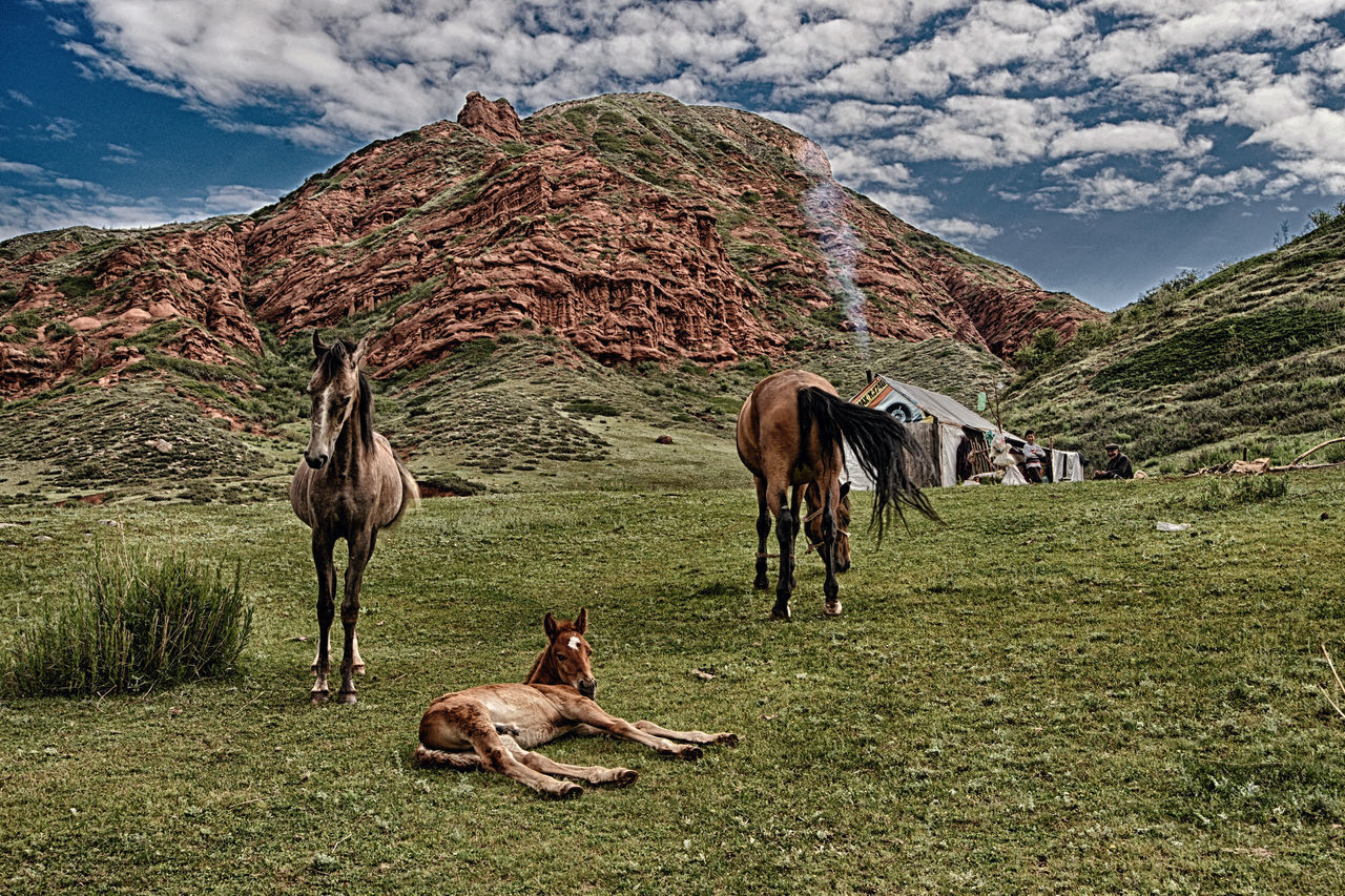 HORSES ON FIELD