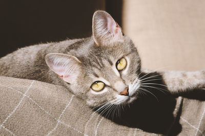 A beautiful striped gray cat with yellow eyes. a domestic cat lies on the couch under a beige plaid.