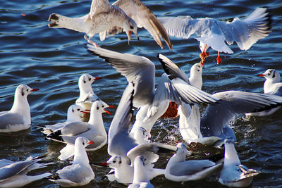 Flock of seagulls in lake