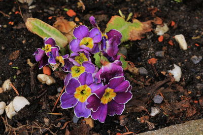 High angle view of purple crocus flowers on field