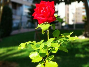 Close-up of red flower blooming outdoors