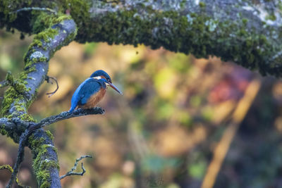 Close-up of bird perching on branch