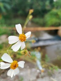 Close-up of white flowering plant