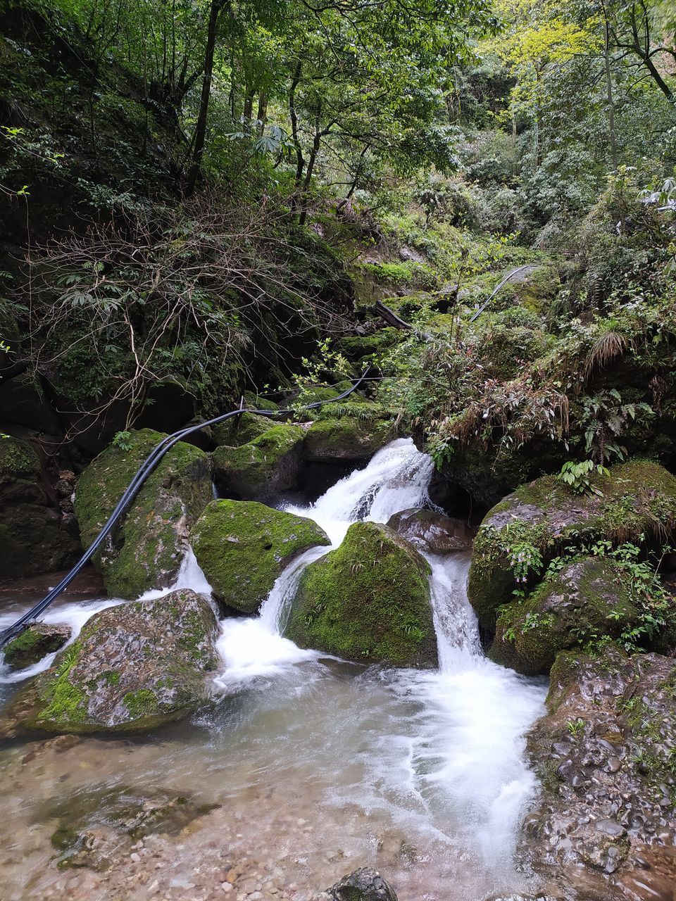 WATERFALL IN FOREST