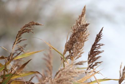 Close-up of stalks in field against sky