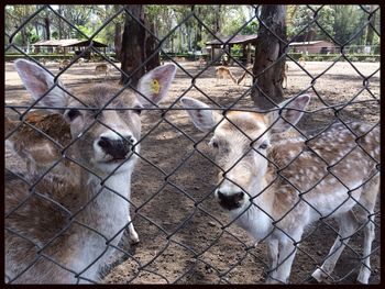 Close-up of chainlink fence