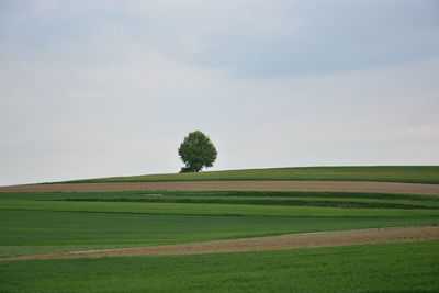 Scenic view of grassy field against sky