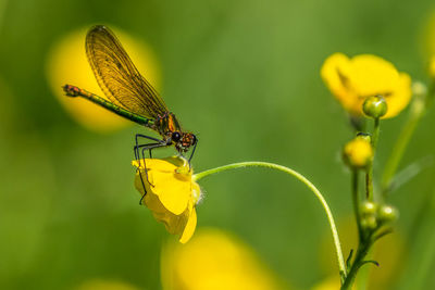 Close-up of insect on yellow flower