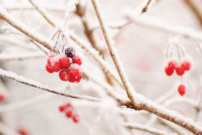 Close-up of berries on plant during winter