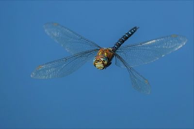 Close-up of dragonfly flying against blue sky