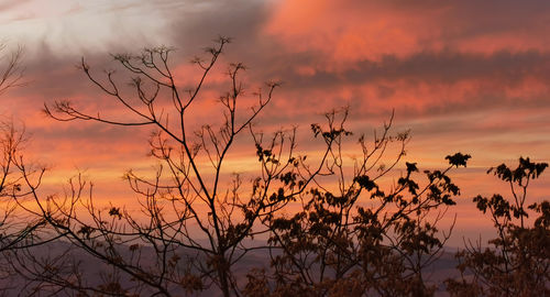 Silhouette plants against dramatic sky during sunset