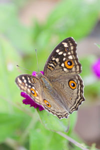 Close-up of butterfly pollinating flower