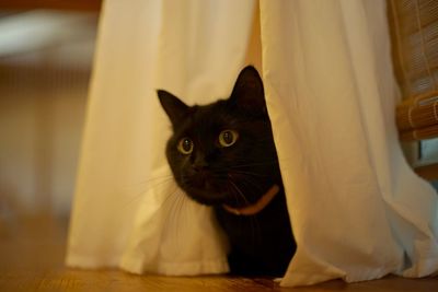 A black cat hiding behind the curtain