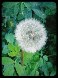 Close-up of white dandelion