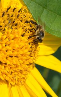 Close-up of bee on yellow flower