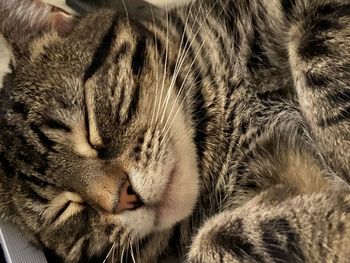 Close-up of cat sleeping