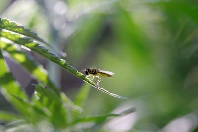 Close-up of insect on leaf