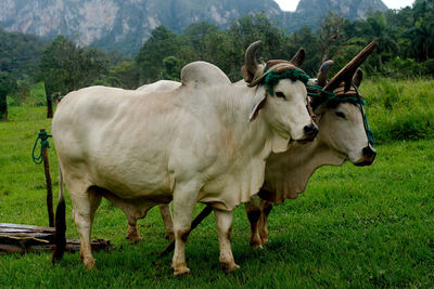 Two oxen attached to a sledge used to pull around objects.